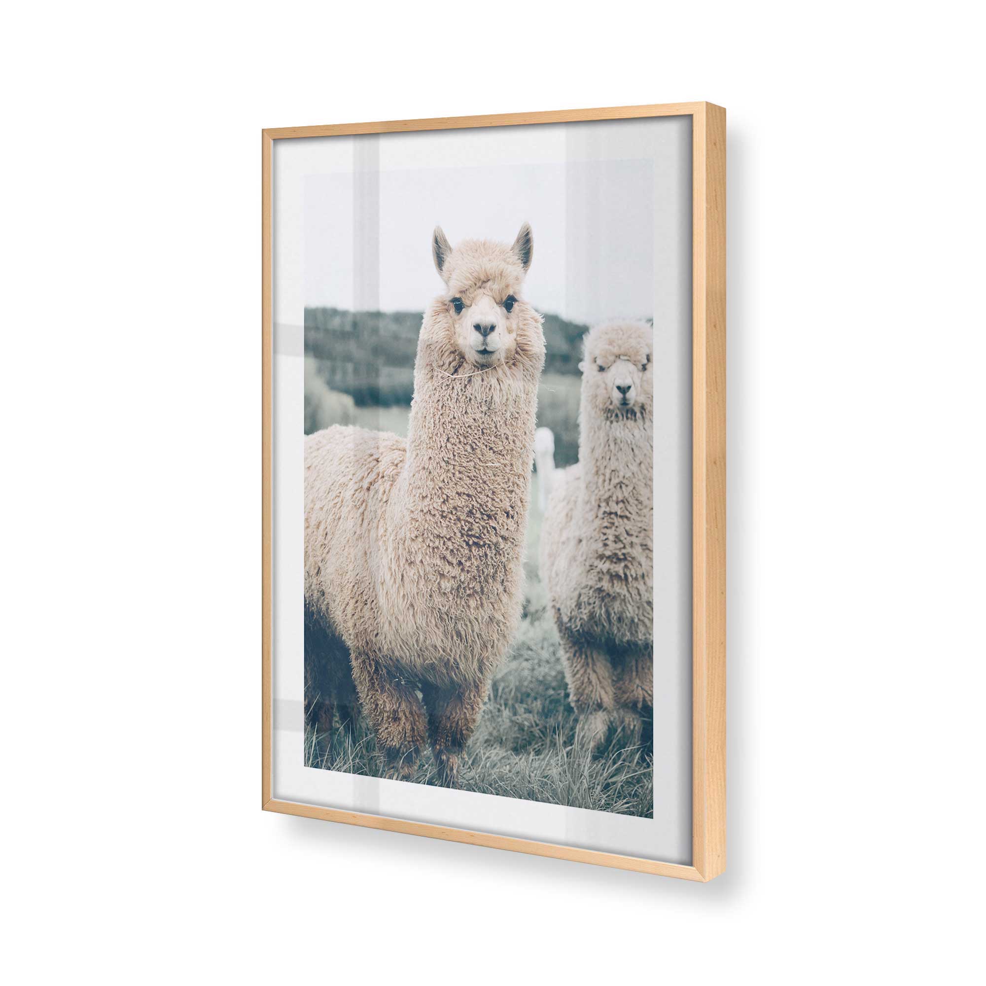 Alpaca Charm Print - Soft & Stylish Alpaca Pattern Fabric for Home Decor, Fashion & Crafts | Perfect for DIY Projects, Clothing & Accessories