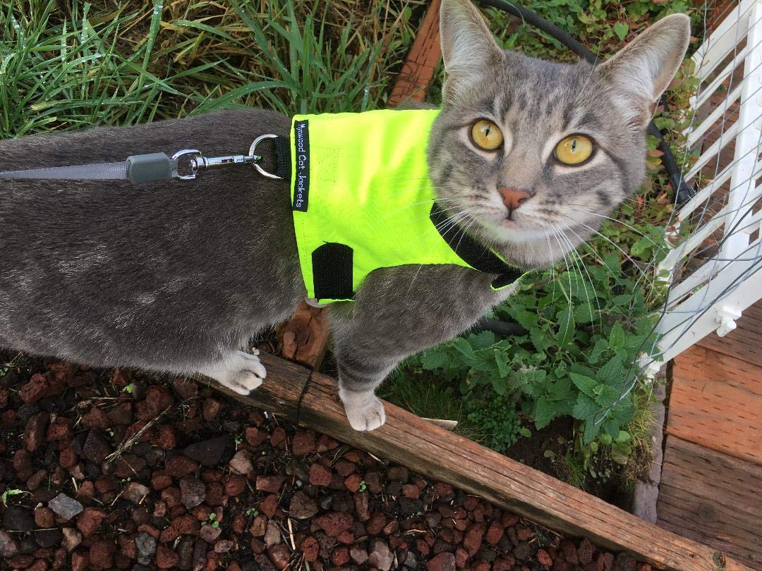 High Visibility Reflective Cat Jacket & Harness for Adult Cats - Safe Outdoor Walking & Nighttime Adventures