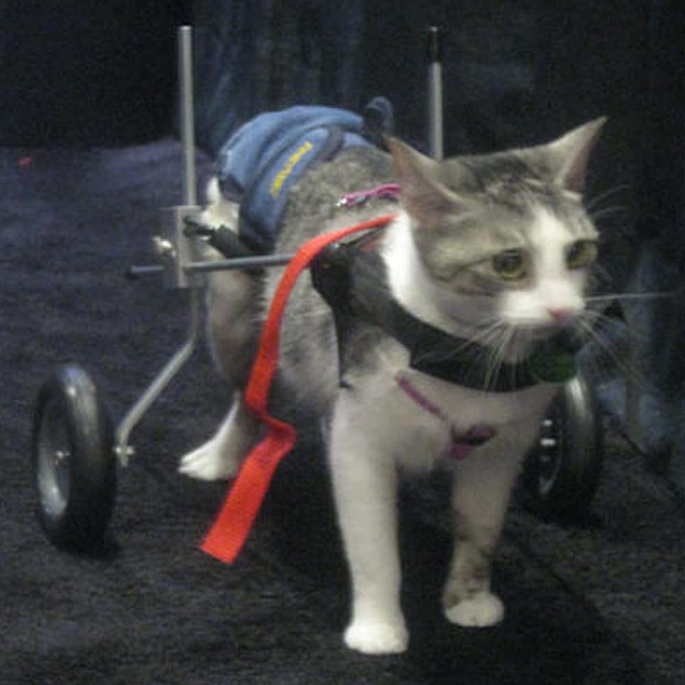 XX-Small Dog Wheelchair - Lightweight & Adjustable Mobility Aid for Small Dogs, Puppies, and Injured Pets - Perfect for Indoor Use, Outdoor Walks, and Rehabilitation