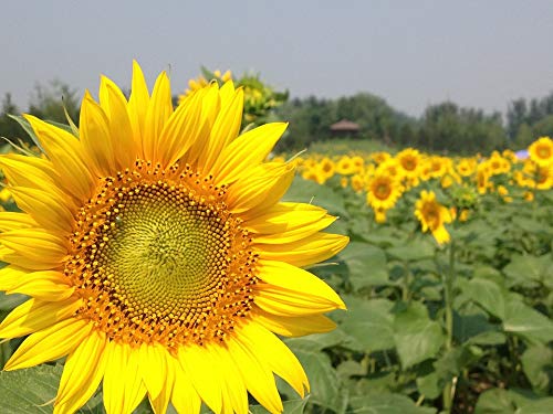 20x30 Inch Laminated Sunflower Poster - Vibrant Forest Park Spring Artwork for Home & Office Decor - Perfect for Living Room, Bedroom or Dorm Wall Decoration