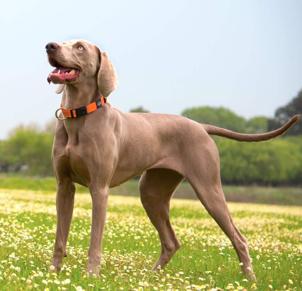 Reflective Dog Collar for Extra Large Dogs - Adjustable 17-27 Inches, High Visibility Green Safety Collar | Perfect for Night Walks, Jogging & Outdoor Adventures