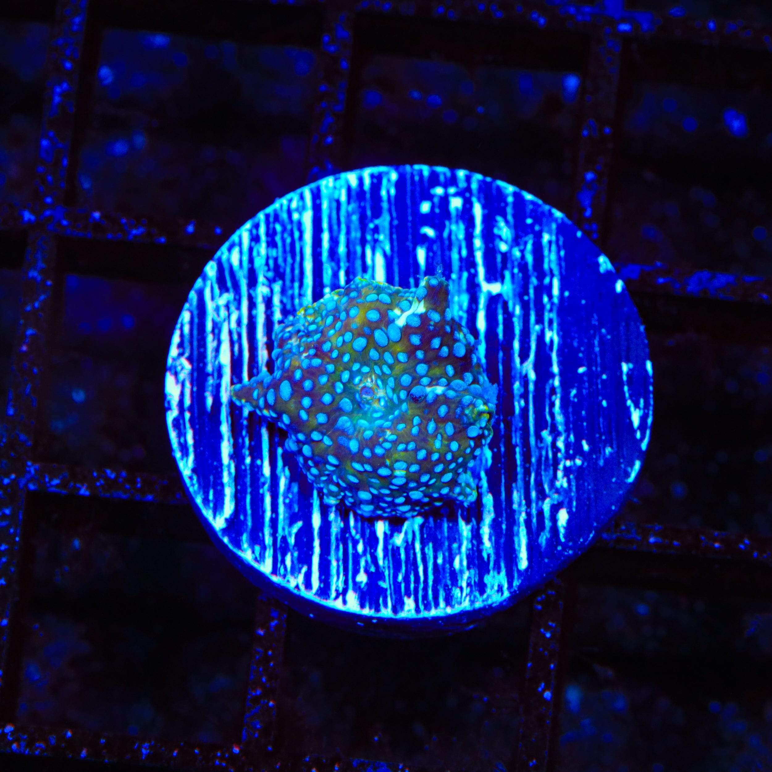 Blue Speckled Mushroom Coral for Saltwater Aquariums - Vibrant Marine Coral for Reef Tanks & Fish Tanks | Perfect for Coral Propagation and Aquascaping