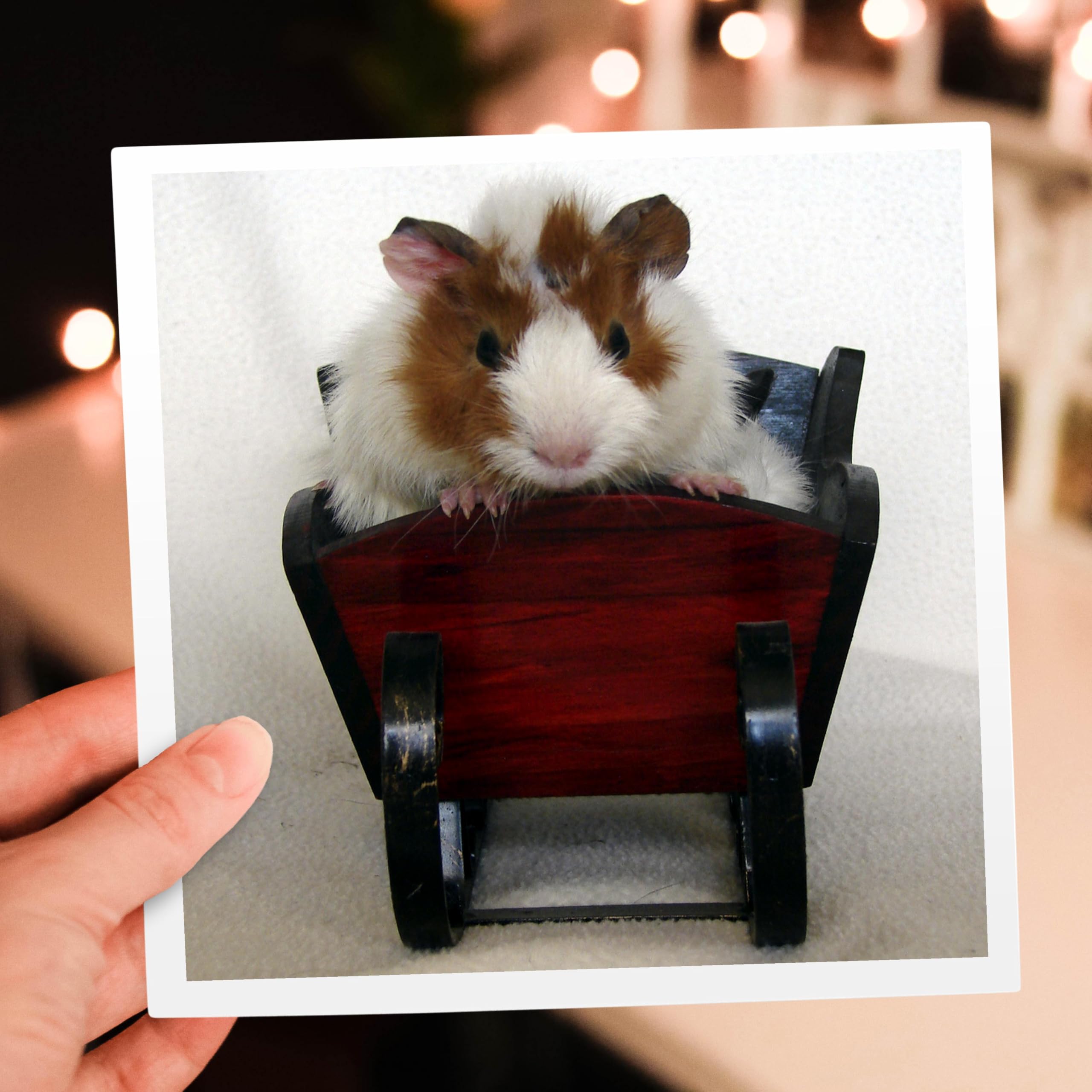 Cute Baby Guinea Pig in Sleigh Christmas Greeting Card - Animal Photography by Angelandspot - Perfect for Holiday Wishes, Birthday Cards & Pet Lover Gifts