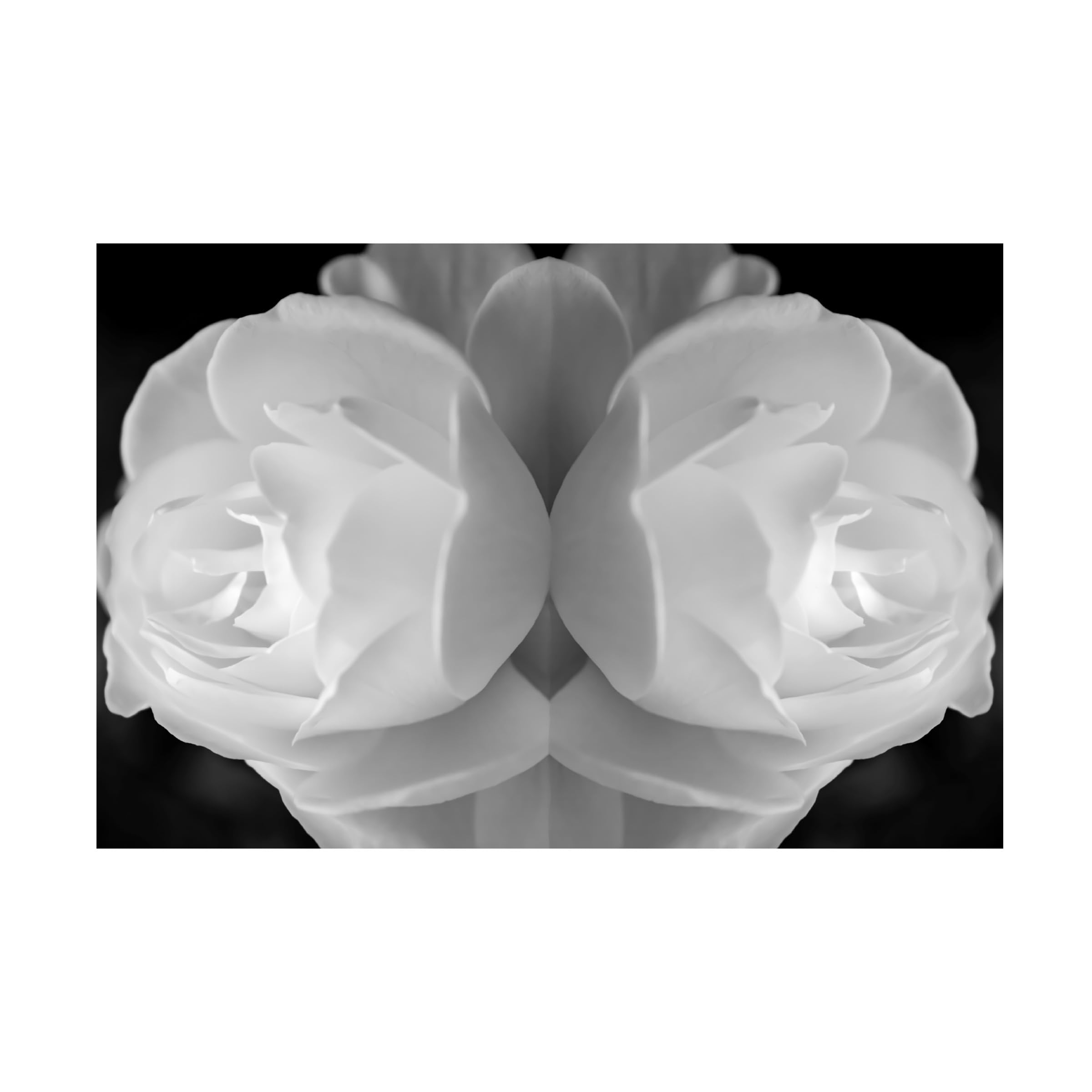Anita Vincze 'Twin Rose 27' Floral Canvas Wall Art Print - Handmade Home Decor for Living Room, Bedroom & Office