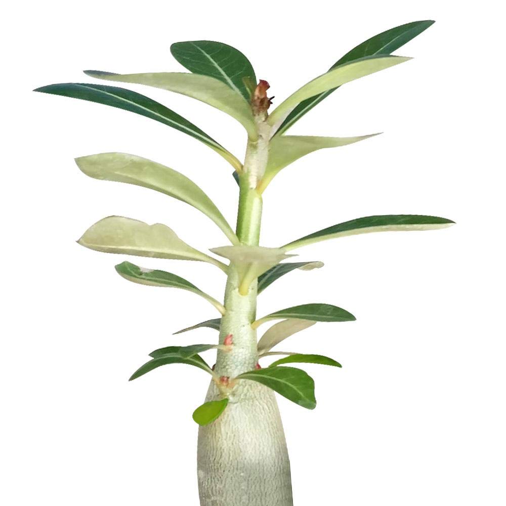 4 Inch Rare Adenium Obesum Desert Rose Succulent Plant - Exotic Flowering Succulent for Home Decor, Office Desk & Garden Landscaping