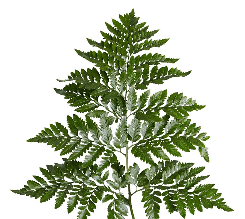 Premium Artificial Leatherleaf Fern Stems - Realistic Greenery for Home Decor, Wedding Bouquets & Floral Arrangements - Perfect for Centerpieces, Vases & DIY Crafts