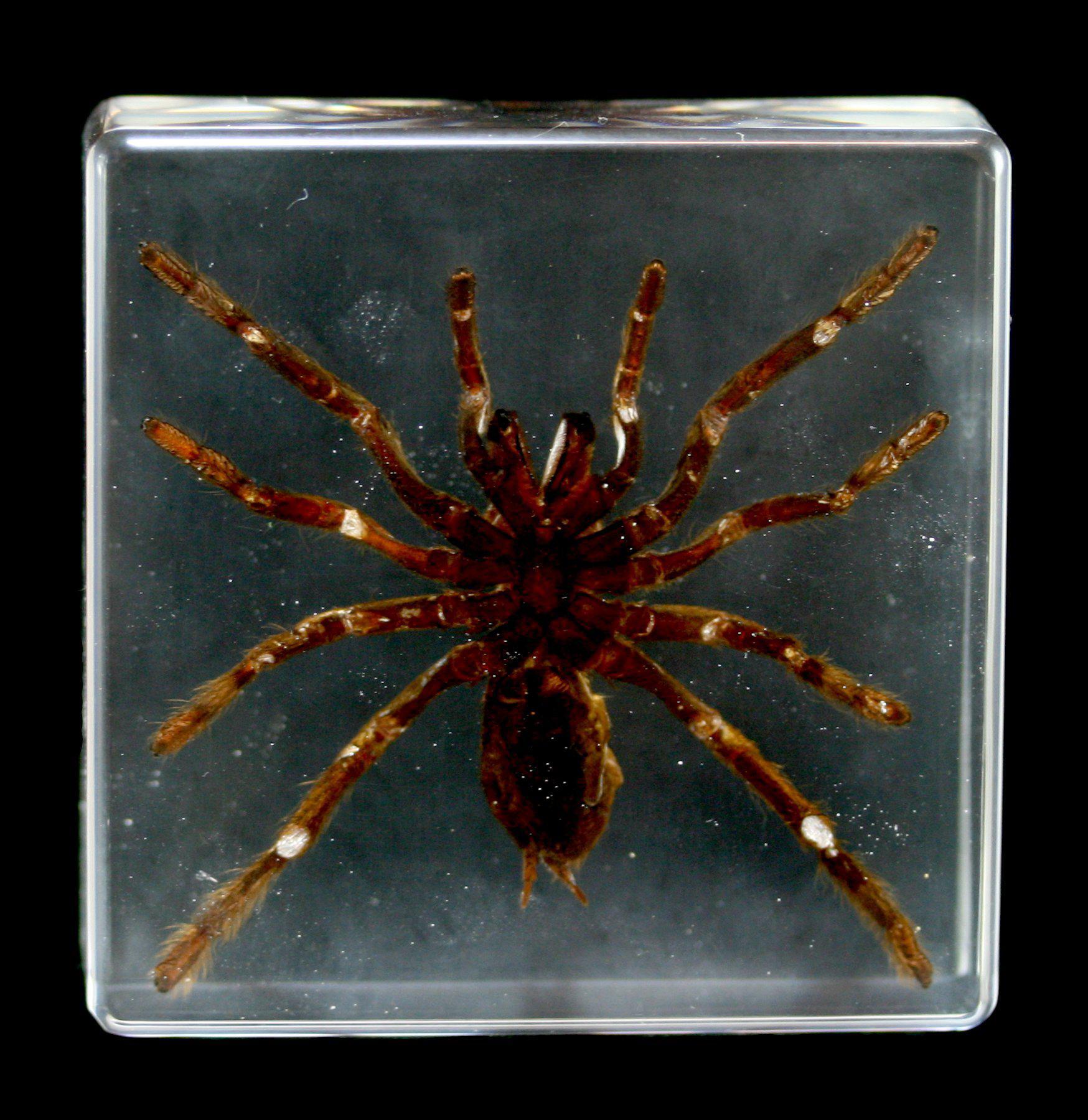 Realistic Tarantula Encased in Clear Acrylic Block - Perfect for Halloween Decor, Science Education & Insect Collectors Display