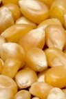 Organic Whole Yellow Corn Bulk 25# - Non-GMO, USA Grown - Perfect for Baking, Cooking & Healthy Snacks