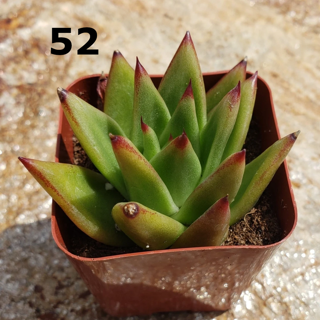 Echeveria Agavoides Lipstick Succulent Plant - #52 Rare Live Succulent for Home Decor, Office Desk, or Garden Arrangements
