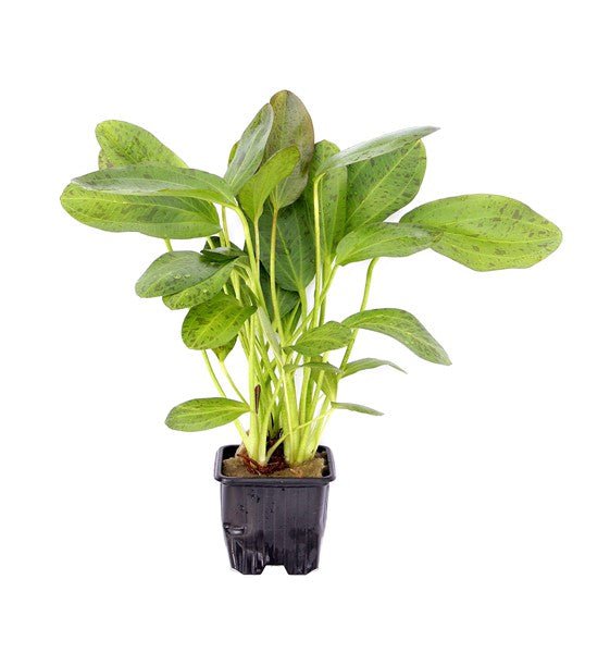 Dennerle Echinodorus Ozelot XL - Large Aquatic Plant for Freshwater Aquariums | Perfect for Aquascaping & Fish Tanks | Enhances Natural Habitat for Tropical Fish