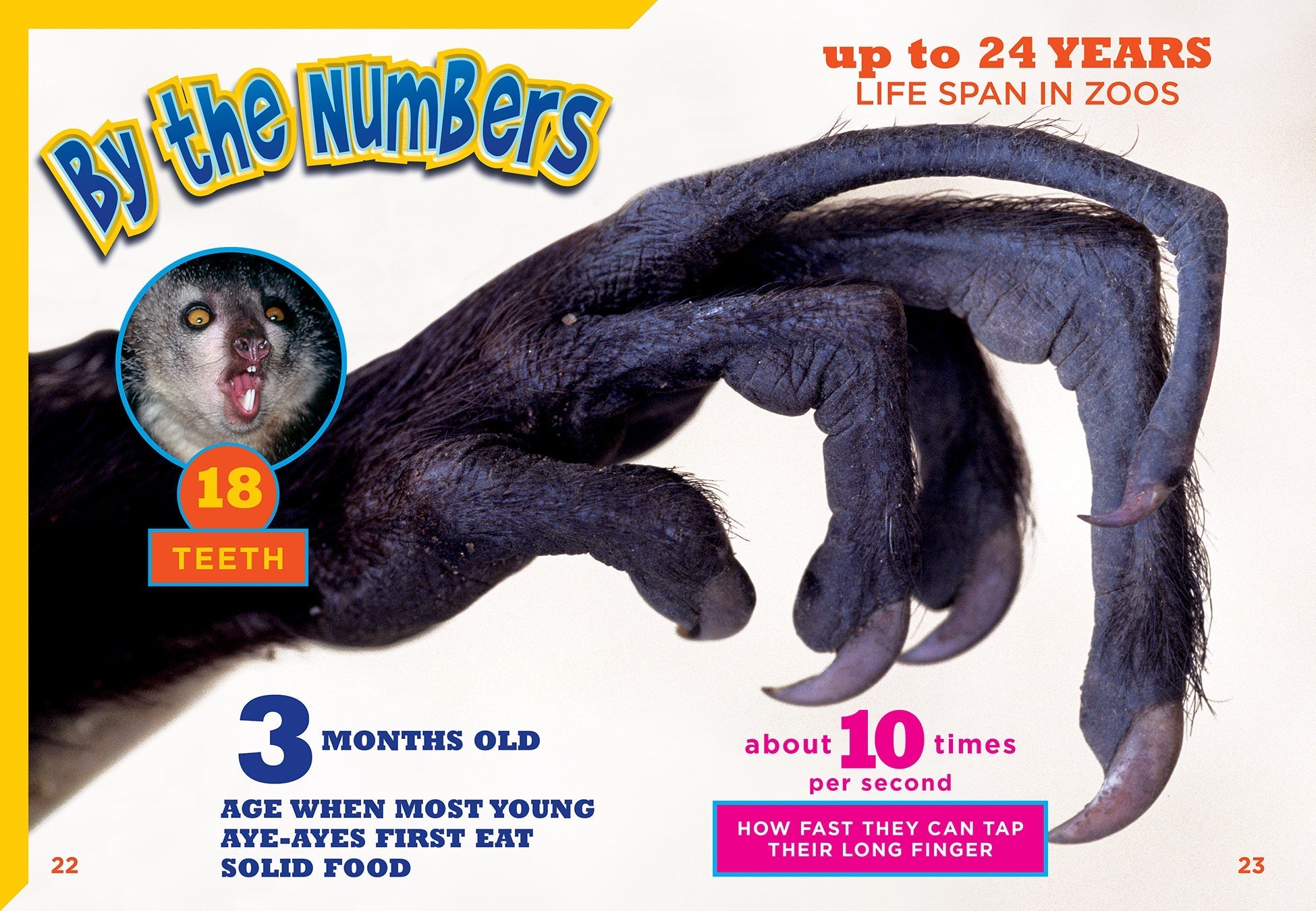 Aye Ayes Book - 9781623105648 - Perfect for Kids' Reading & Learning at Home or School