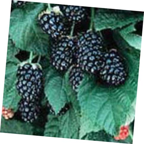 1 PCS Rubus Chester Blackberry Live Plant - Thornless Sweet Fruit Bush for Home Garden, Fresh Eating & Jams