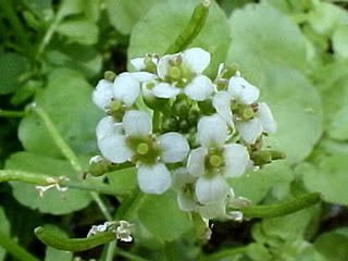 1000 FINE Curled Peppergrass Seeds - Lepidium Sativum (Peppercress/Watercress) - Organic Vegetable Sprouting Seeds for Salads, Sandwiches & Healthy Microgreens - Perfect for Home Gardening & Hydroponics
