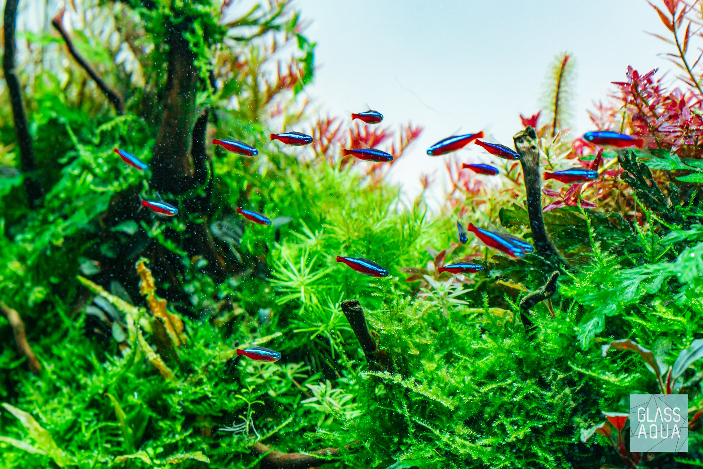 Mini Christmas Moss for Aquarium - Live Aquatic Plant for Fish Tank Decoration, Terrariums & Nano Tanks | Perfect for Shrimp Habitats & Natural Aquascaping