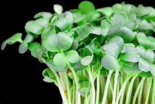 Creasy Greens
