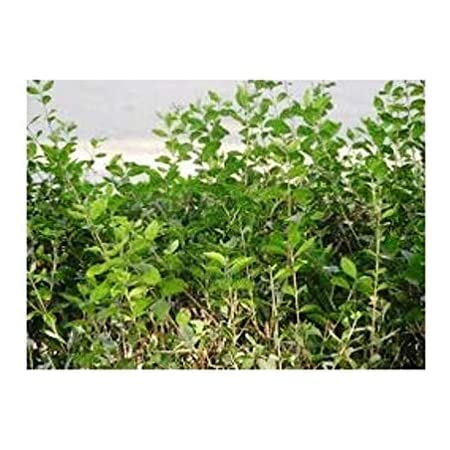 SelfLine | Live Mehndi (Henna) Herbal Plants for Natural Tattoos & Hair Care – Perfect for DIY Body Art, Weddings & Festivals