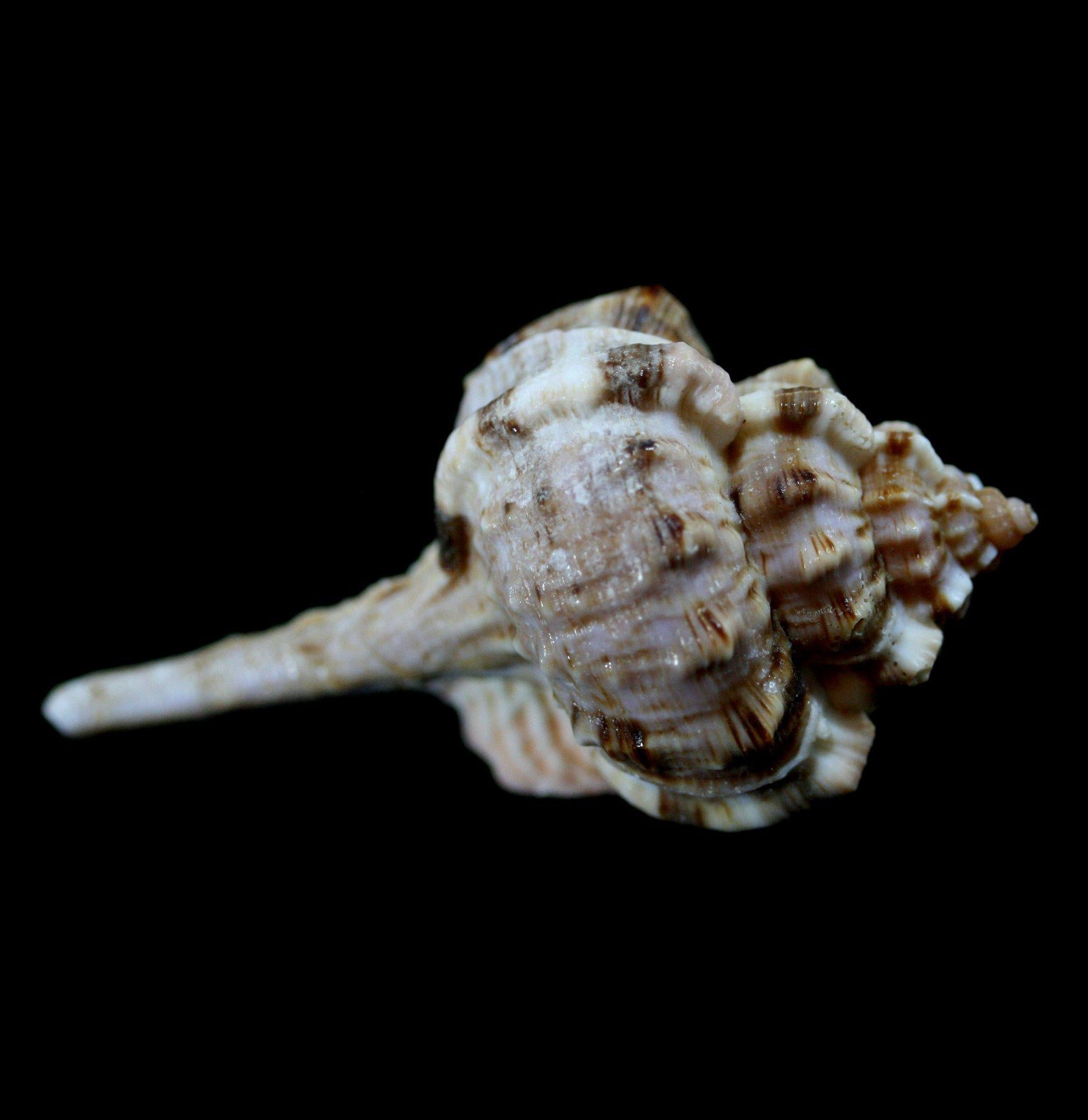 Snipe's Bill Murex Shell - Natural Seashell for Beach Decor, Coastal Home Decor, Shell Collection - Perfect for Beach Themed Parties, DIY Crafts, and Marine Life Displays