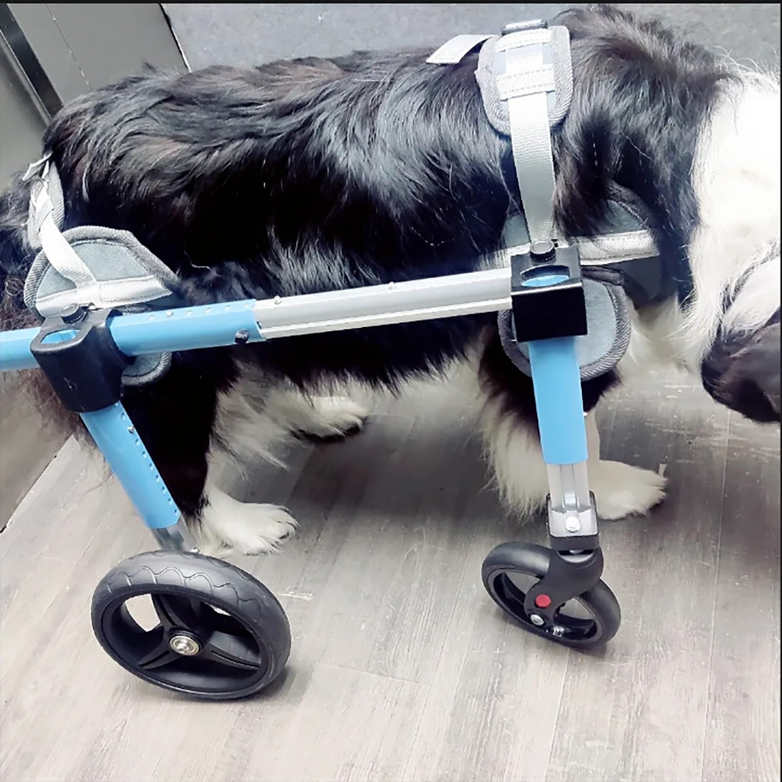 Adjustable Dog Wheelchair for Disabled Pets - Convertible 4 to 2 Wheels, Full Support Rear Leg Brace for Small to XXL Dogs (Blue, Large) - Perfect for Mobility Assistance & Rehabilitation