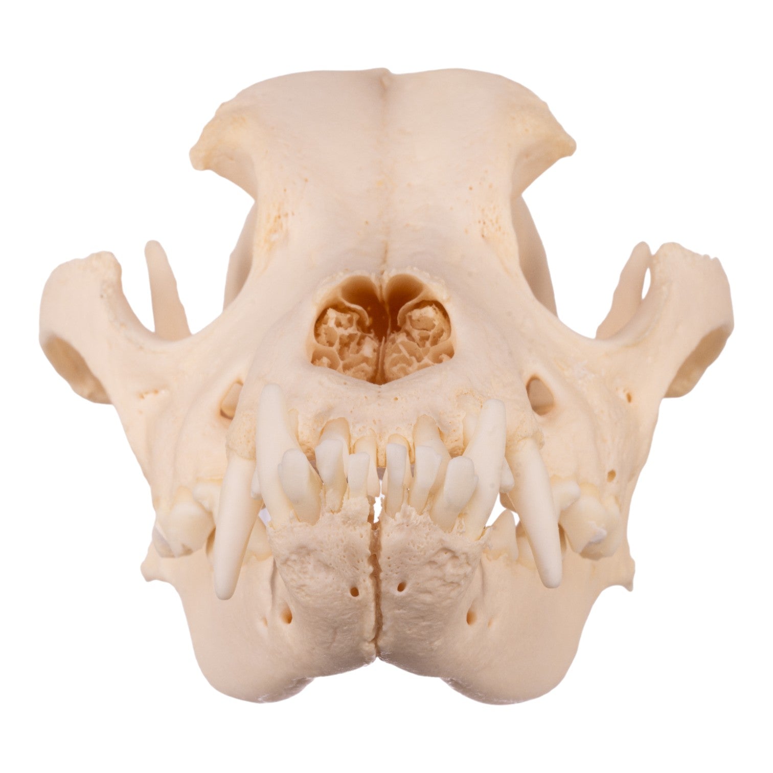 Authentic Domestic Dog Skull with Underbite - Perfect for Veterinary Studies, Taxidermy & Halloween Decor