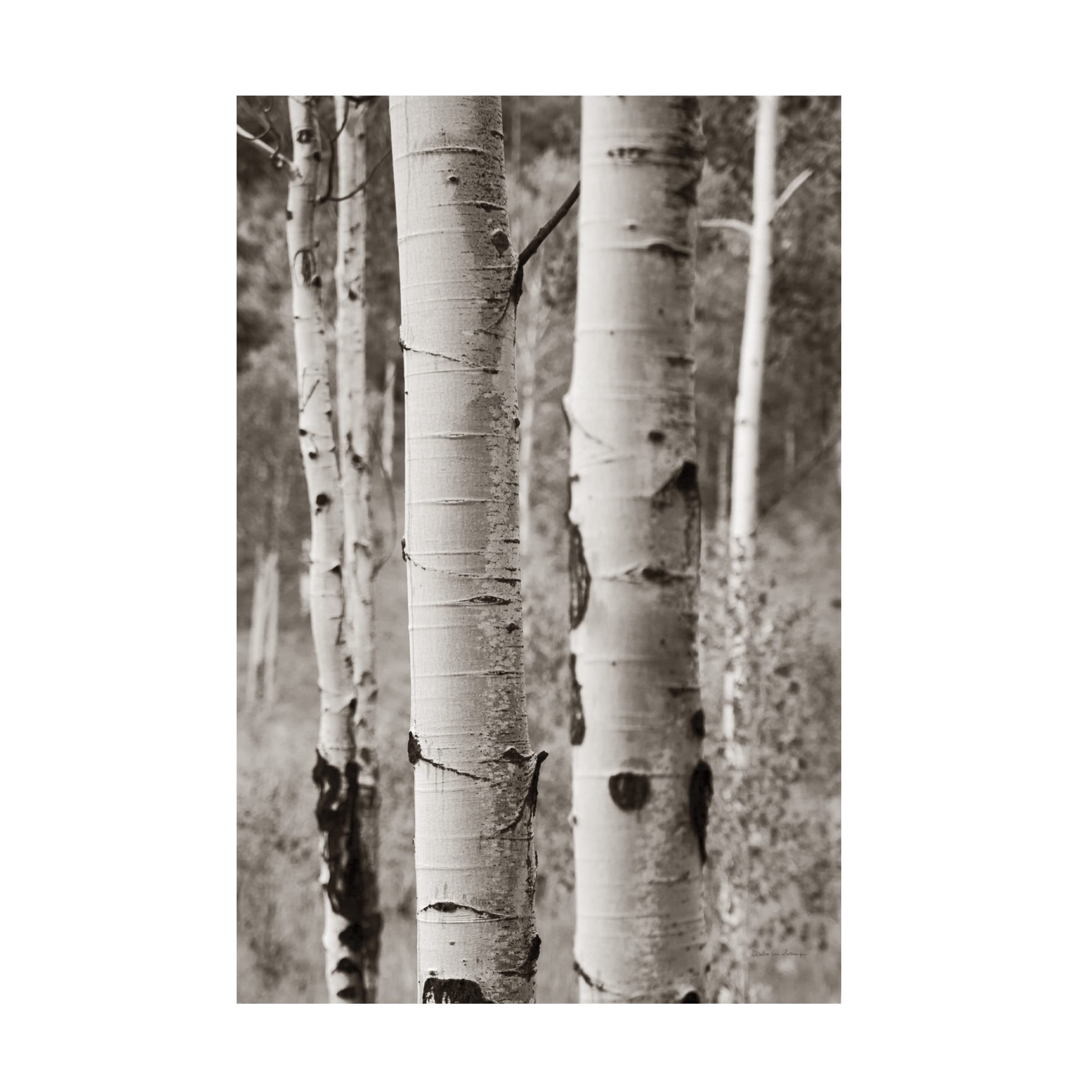 Debra Van Swearingen 'Aspens II' Canvas Wall Art Print - Nature Landscape Painting for Living Room, Bedroom & Office Decor