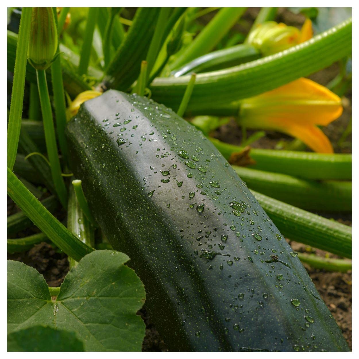 Organic Dark Green Zucchini Summer Squash Seeds - 20 Count - Non-GMO, Heirloom Vegetable Seeds for Home Gardening - Perfect for Salads, Grilling & Healthy Recipes