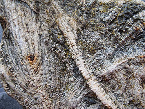 20x30 Inch Laminated Crinoid Fossil Poster - Vibrant Extinct Sea Lily Limestone Art Print - Perfect for Home Decor, Classroom & Office Wall Art