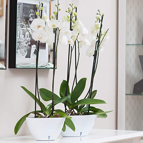DECOPOTS Self Watering Oval Planter - 13.7
