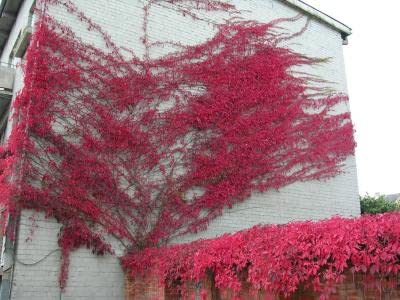 Virginia Creeper (Parthenocissus quinquefolia) - 25 Pack of 3.5