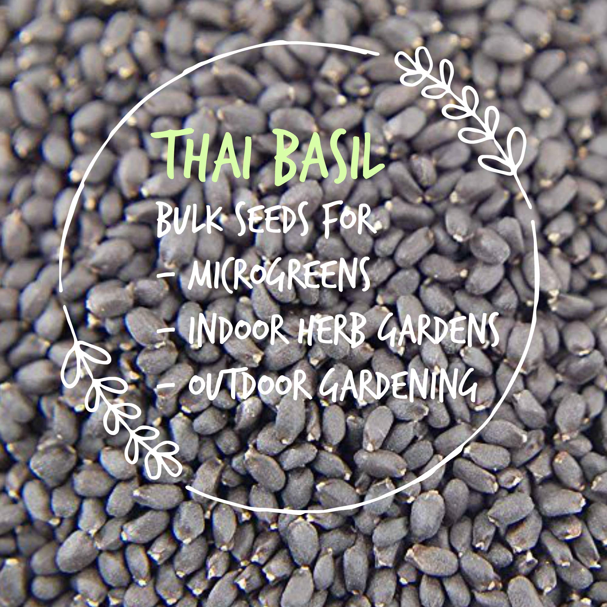 Organic Thai Basil Seeds - 1 Lb Bulk Herb Seeds for Growing Microgreens | Indoor Gardening, Hydroponics, Container Planting | Perfect for Salads, Garnishes & Asian Cuisine