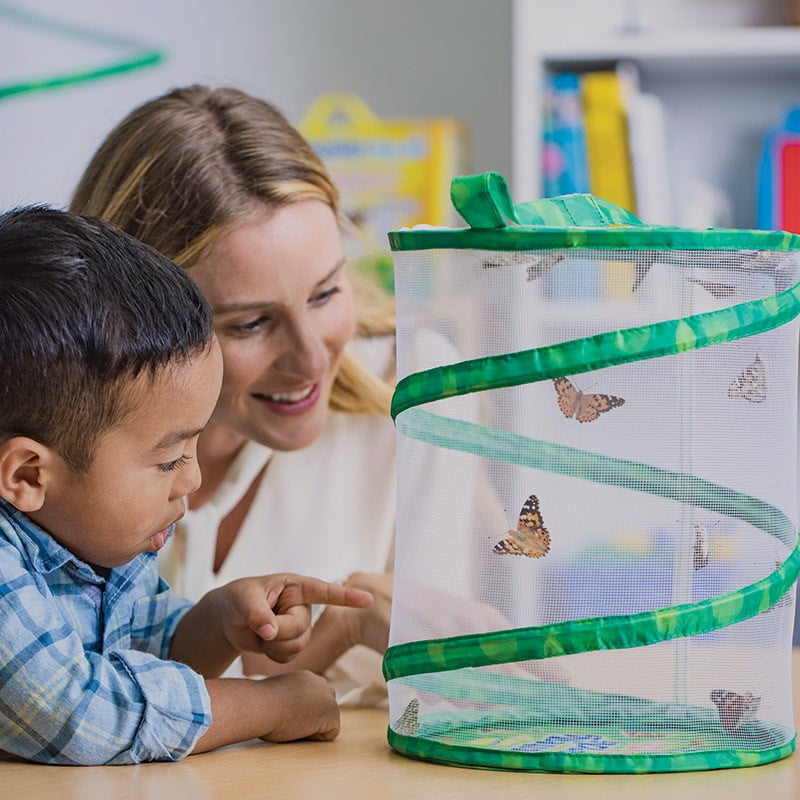 Insect Lore Butterfly Garden Kit with Live Caterpillars - Grow Your Own Butterflies at Home | STEM Educational Toy for Kids | Perfect for Classroom & Homeschool Science Projects