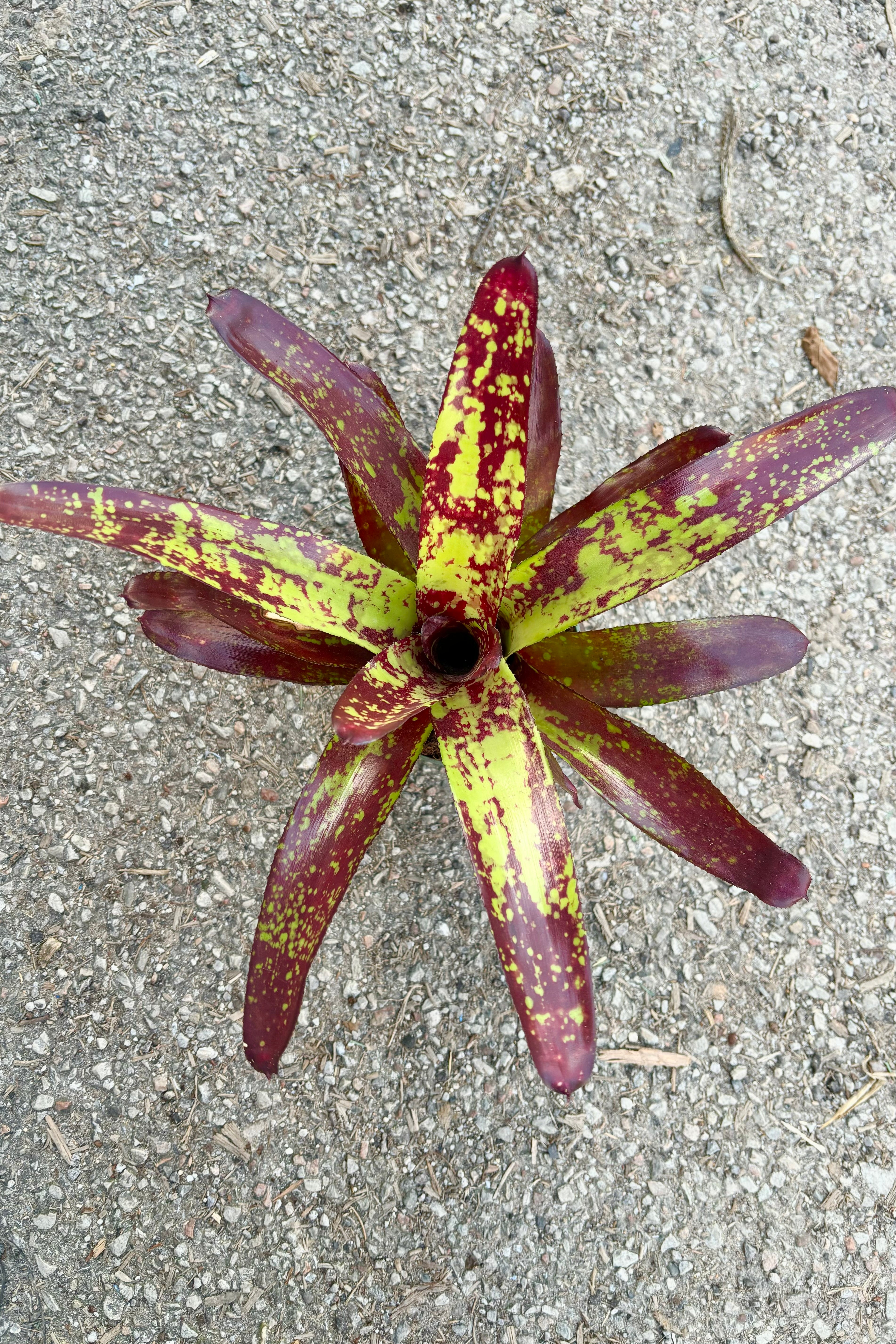 Neoregelia Bromeliad Plant - 5 Inch Live Indoor Air Purifying Houseplant for Home, Office & Garden Decor | Low Maintenance Tropical Plant for Beginners