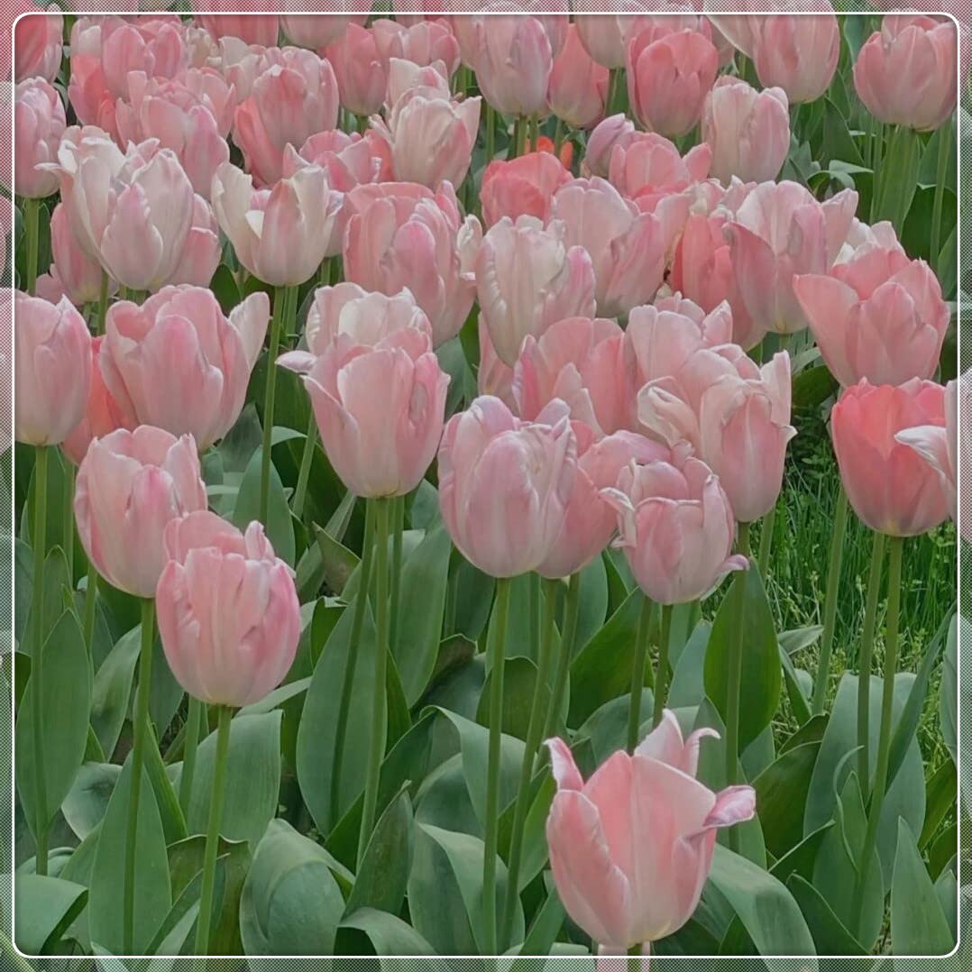 Double Blooming Tulip Bulbs - 5 Pack Perennial Flowers for Home Decor, Birthday Gifts & Interior Plant Art | Perfect for Garden Planting, Indoor Pots & Floral Arrangements