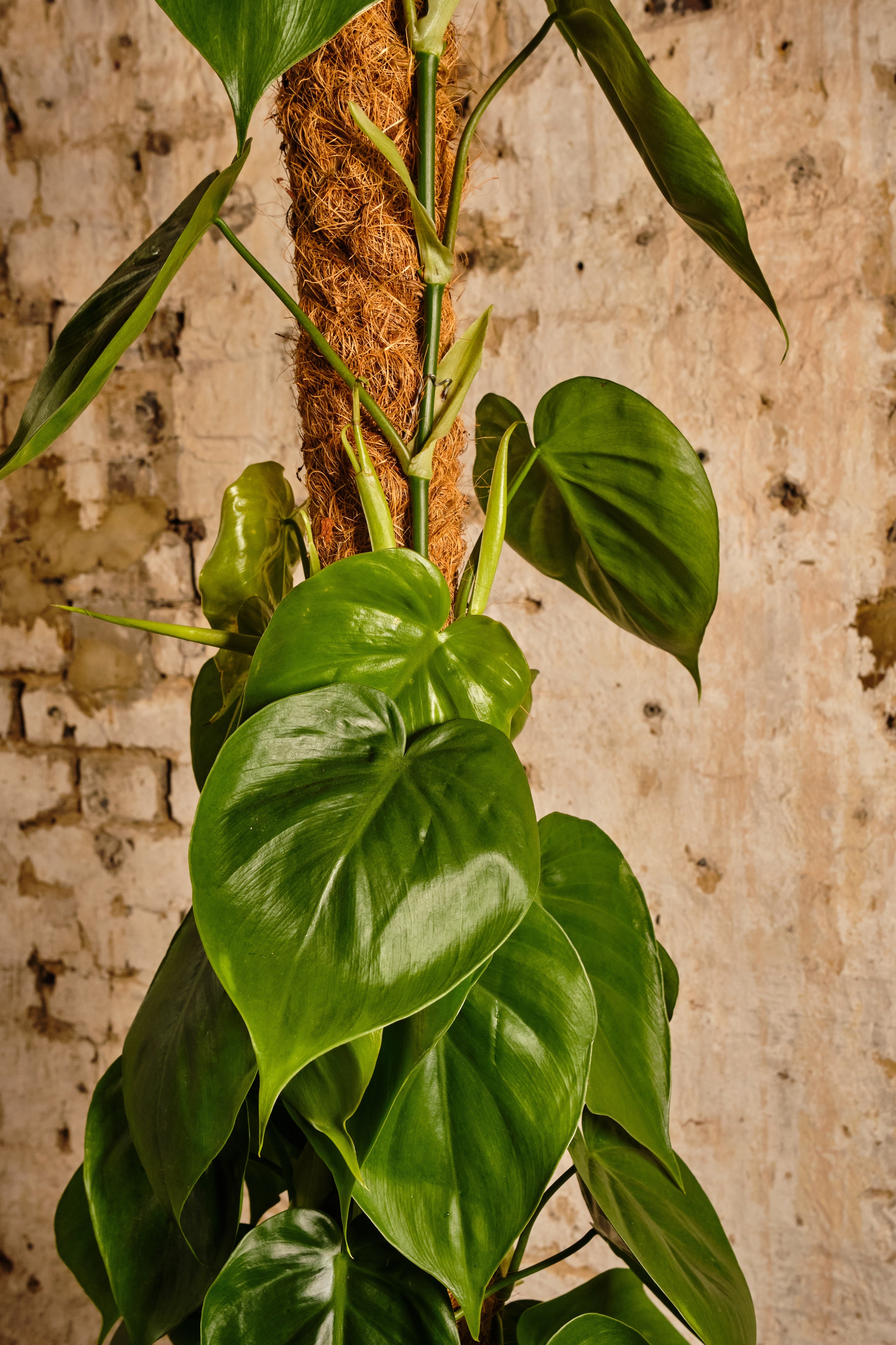 Philodendron Scandens Heartleaf Plant - Live Indoor Houseplant for Home & Office Decor (Local Delivery or Click & Collect) | Perfect for Hanging Baskets, Shelves & Plant Lovers' Collections