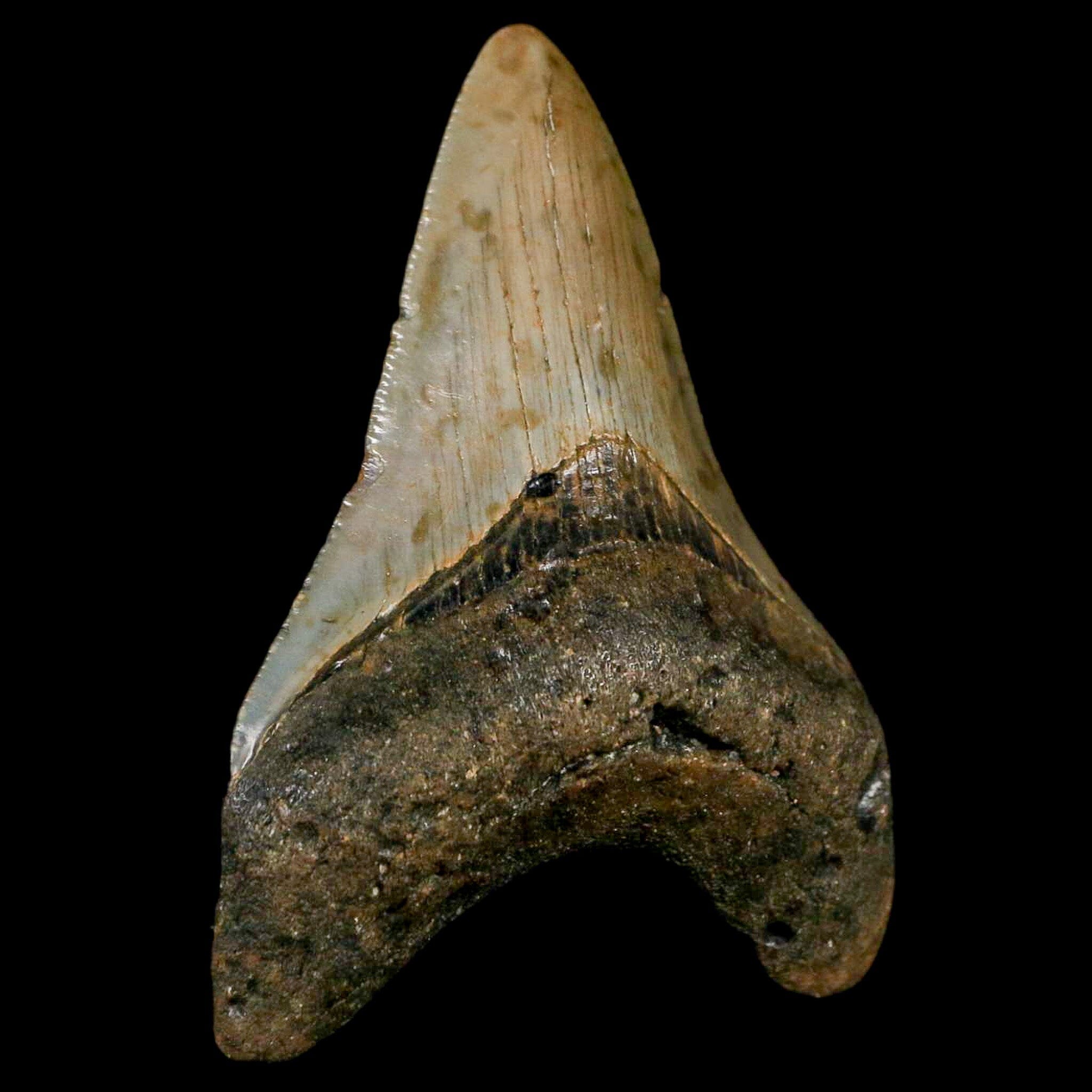 Authentic Megalodon Shark Tooth Fossil - Natural Serrated Tooth from Miocene Era with COA - Perfect for Collectors, Jewelry Making & Educational Displays
