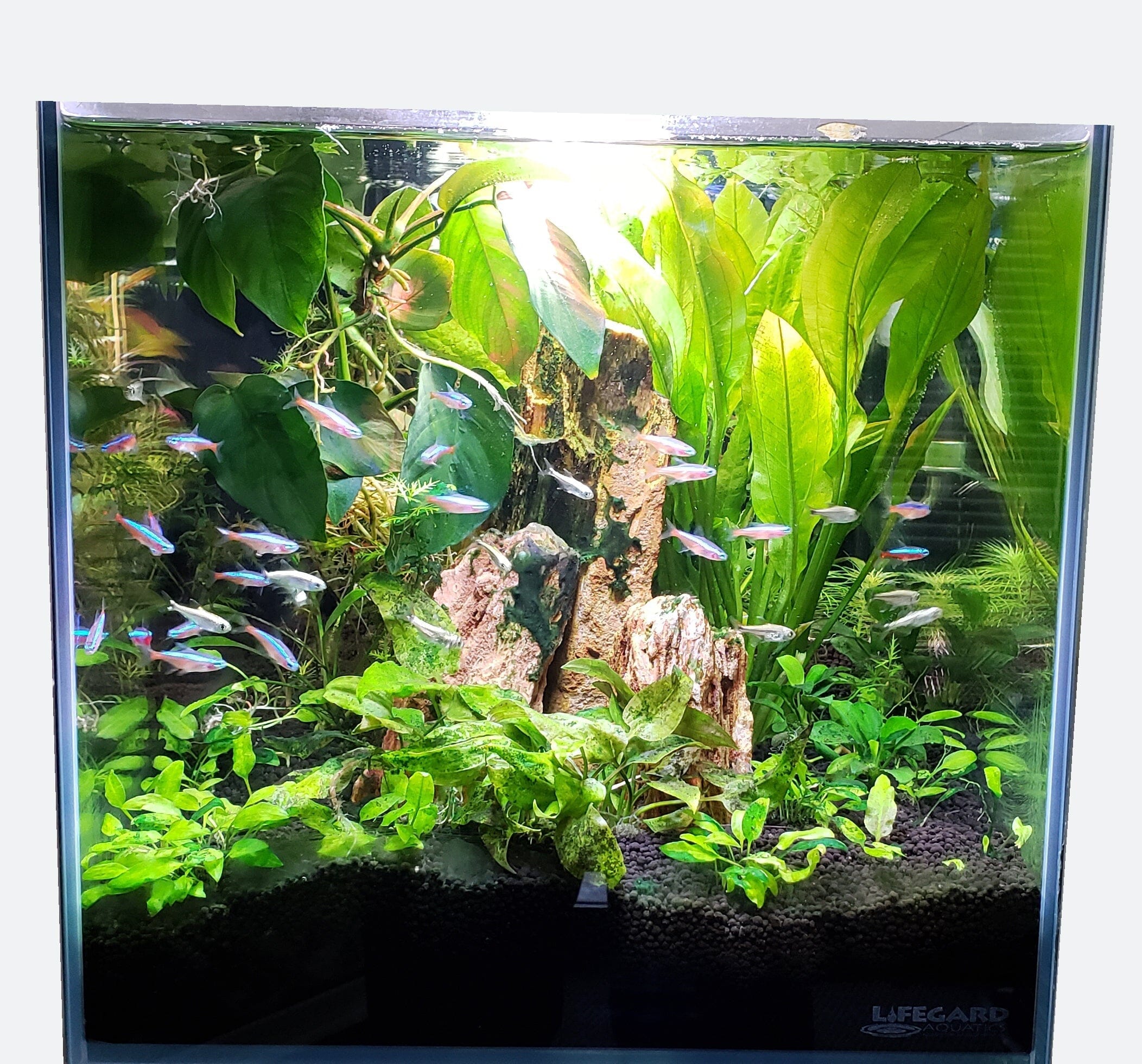 Lifegard Aquatics 14.26 Gallon Clear Glass Aquarium Fish Tank - Perfect for Home, Office, or Classroom Aquatic Displays