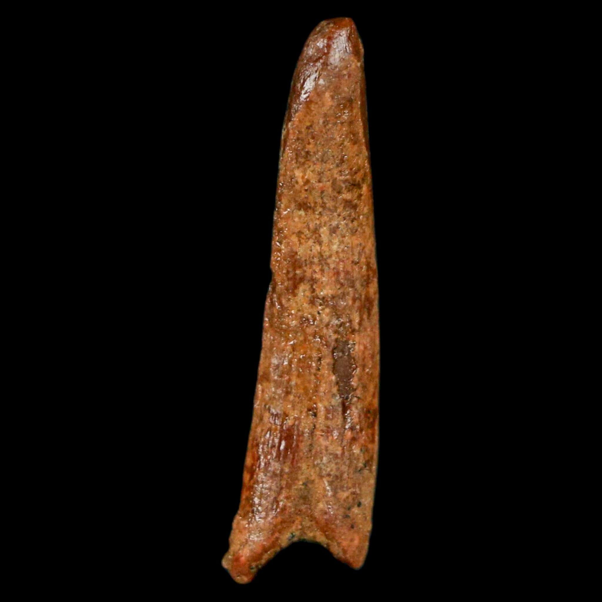 Authentic Pterosaur Coloborhynchus Fossil Tooth - Upper Cretaceous Era - Morocco - Includes COA - Perfect for Paleontology Collections & Dinosaur Enthusiasts - Great Display Piece for Museums, Classrooms, or Home Decor