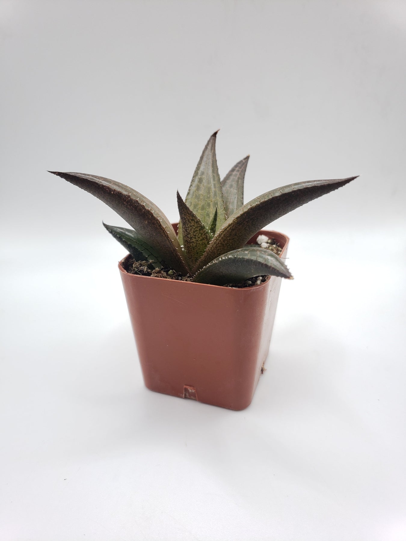 Haworthia Venosa Succulent Plant - Rare Live Indoor Succulent for Home, Office, or Garden Decor - Perfect for Terrariums, Windowsills, and Low-Light Spaces