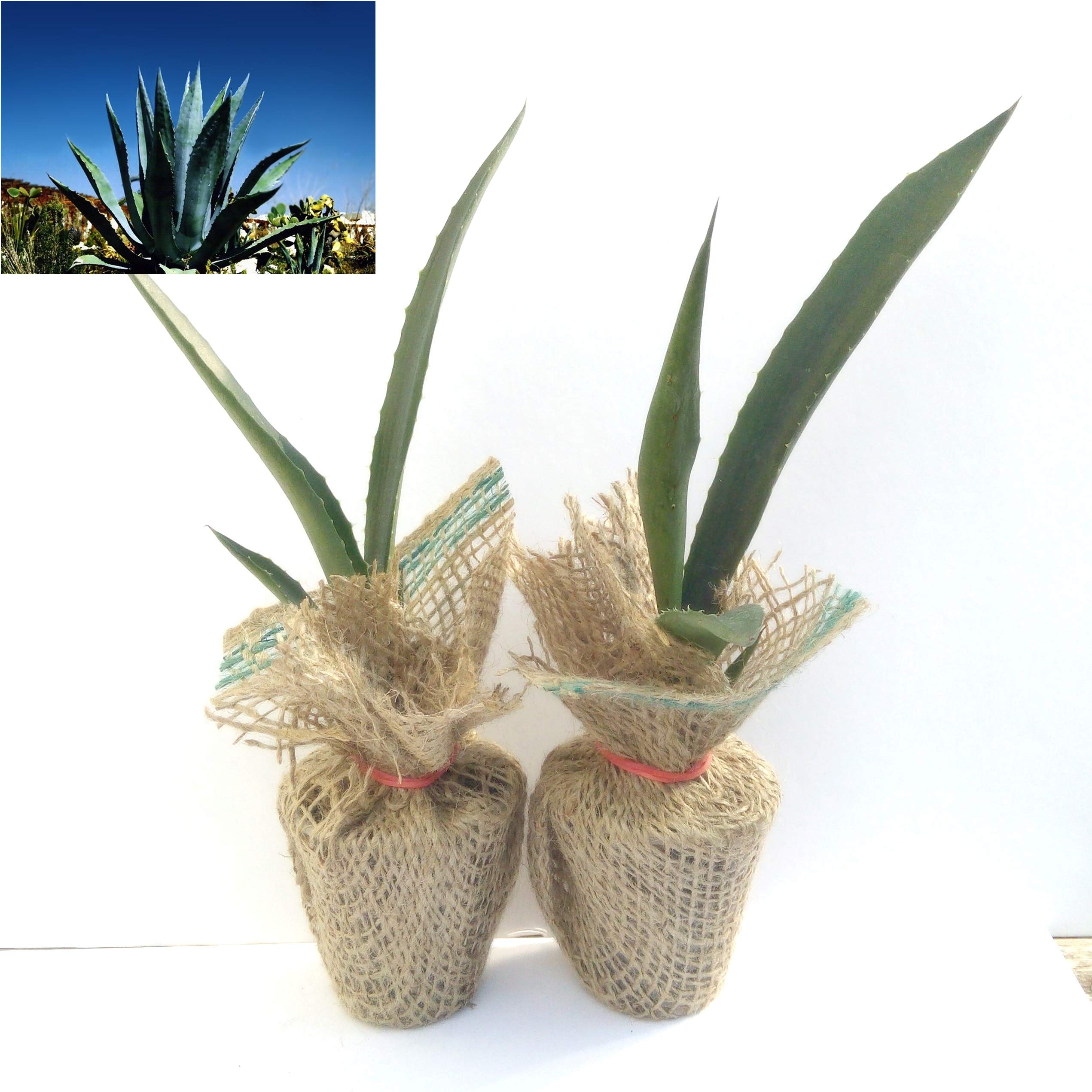 Blue Agave Plants (Agave Americana) - Pair of Drought-Tolerant Succulents for Desert Gardens | Xeriscaping & Low-Water Landscaping | Perfect for Outdoor Rock Gardens, Southwest Yards & Hot Climates | Ideal for Poolside Decor, Modern Patios & Eco Landscapes | Great for Water-Wise Gardening, Mediterranean Style Homes & Drought-Prone Areas