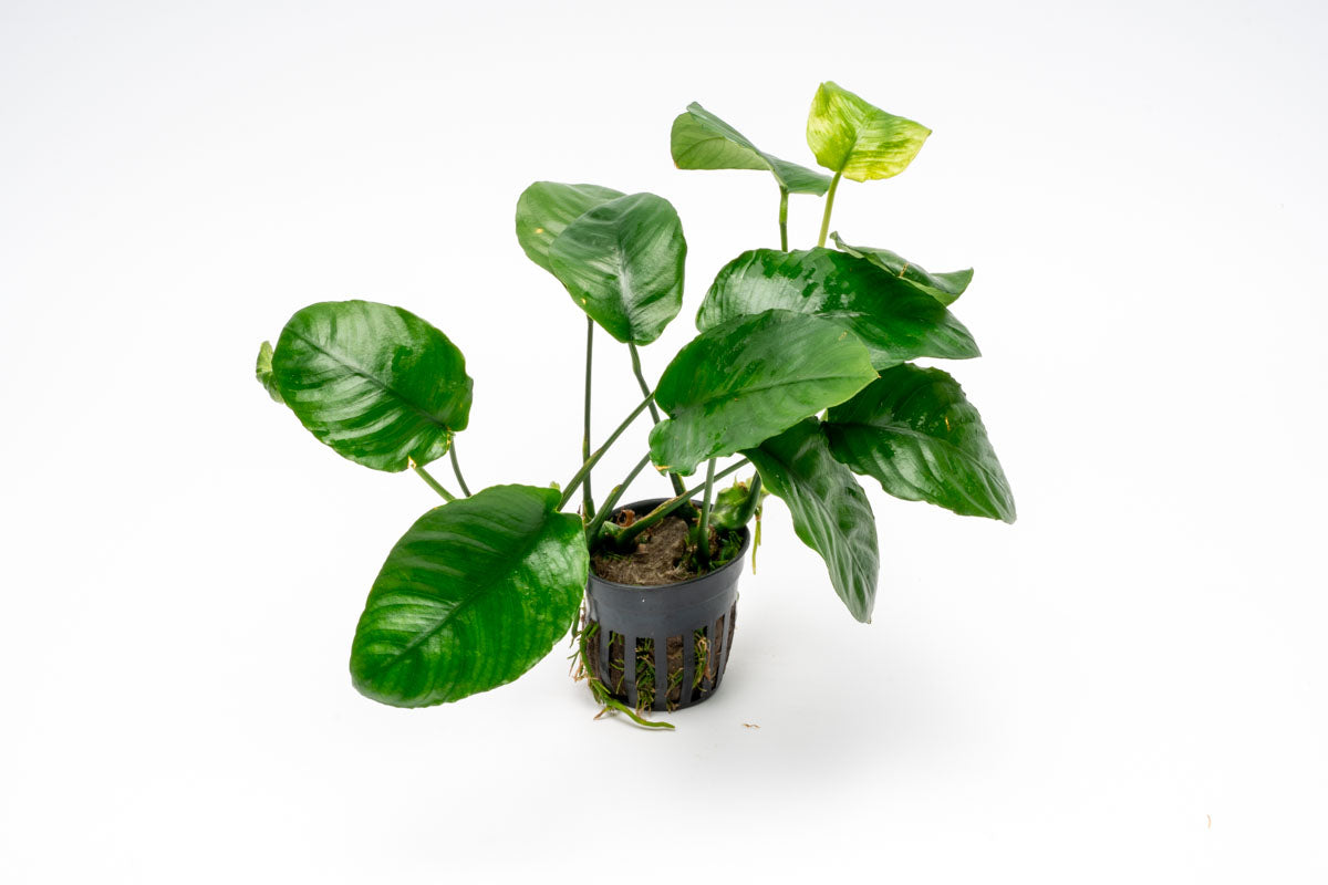 Anubias Wrinkle Leaf Aquatic Plant - Live Freshwater Aquarium Plant for Fish Tanks, Low Light & Easy Care - Perfect for Aquascaping, Shrimp Tanks & Natural Decor