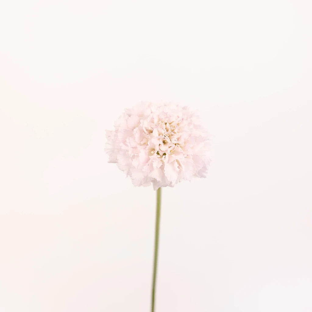 Blush Scabiosa Flower - Beautiful Cut Flowers for Wedding Bouquets, Home Decor & Floral Arrangements