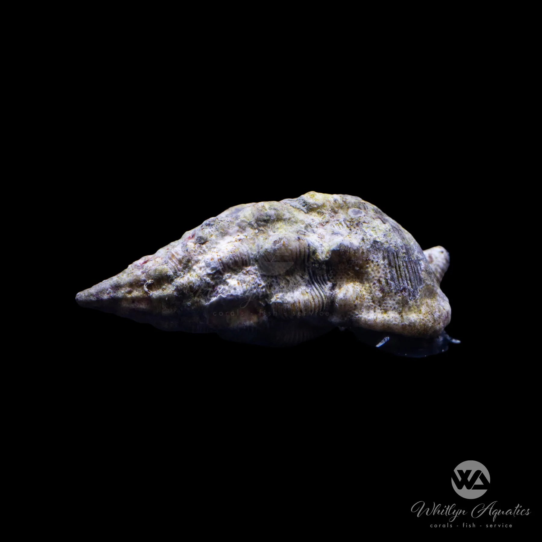 Cerith Snail (Cerithium sp.) - Natural Algae Eater for Saltwater Aquariums | Perfect for Reef Tanks & Nano Aquascaping