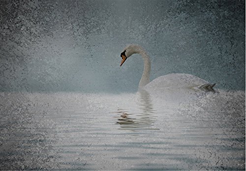 Lone Swan
