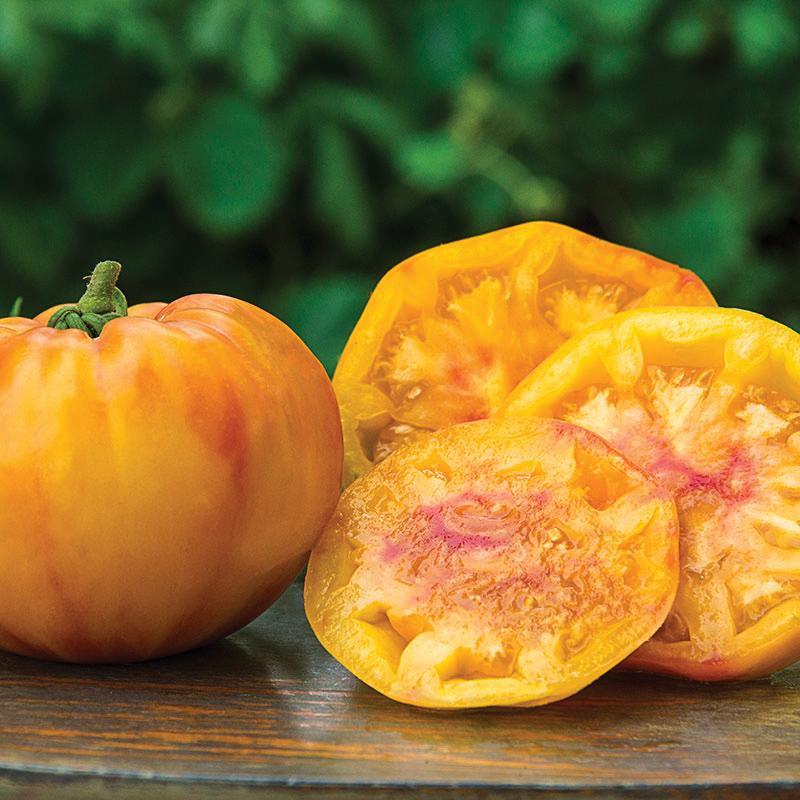 Premium Gold Medal Tomato Seeds for Planting - Non-GMO, Heirloom Variety for Home Garden & Fresh Salads