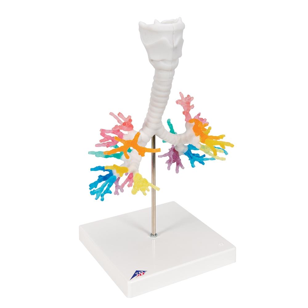 CT Bronchial Tree with Larynx Model - Human Respiratory System Anatomy Model for Medical Students, Doctors & Educators | Perfect for Classroom Demonstrations & Patient Education