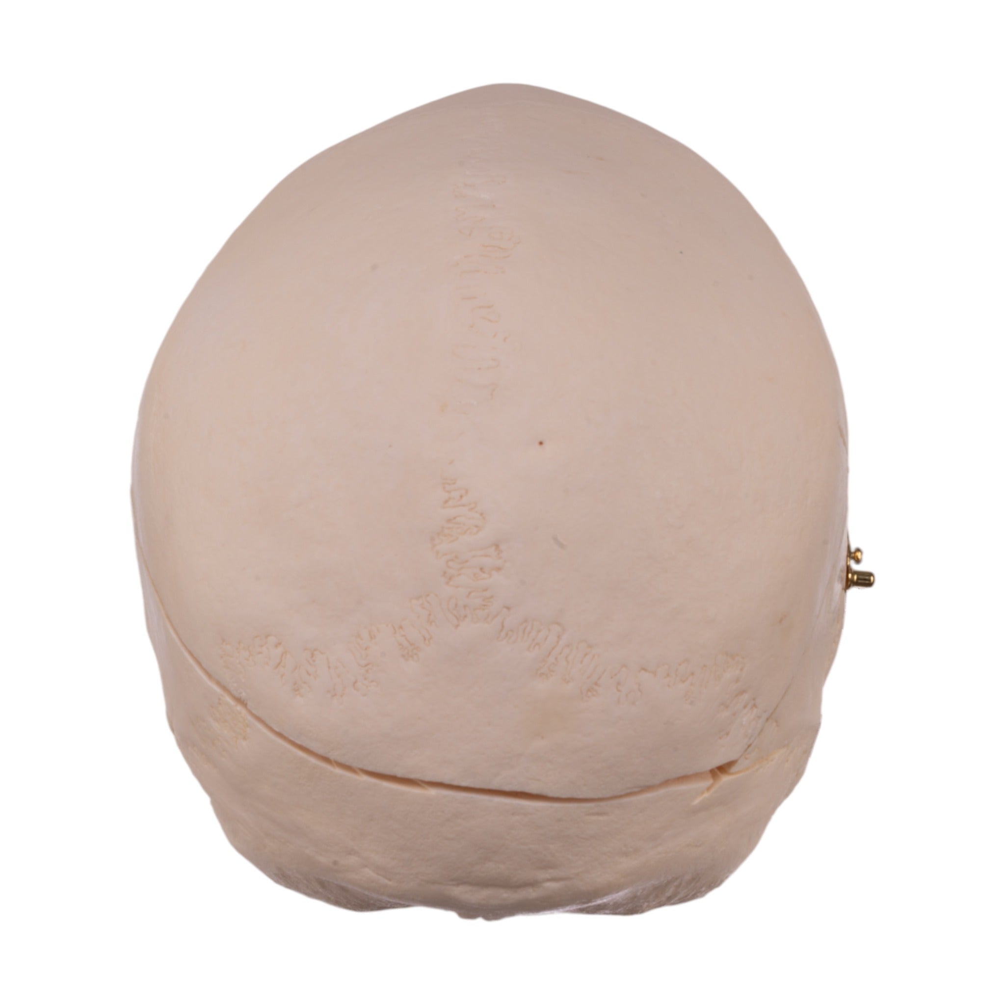 Premium Anatomical Human Skull Model - Accurate Medical & Educational Replica for Students, Doctors & Collectors - Perfect for Classroom, Lab & Halloween Decor