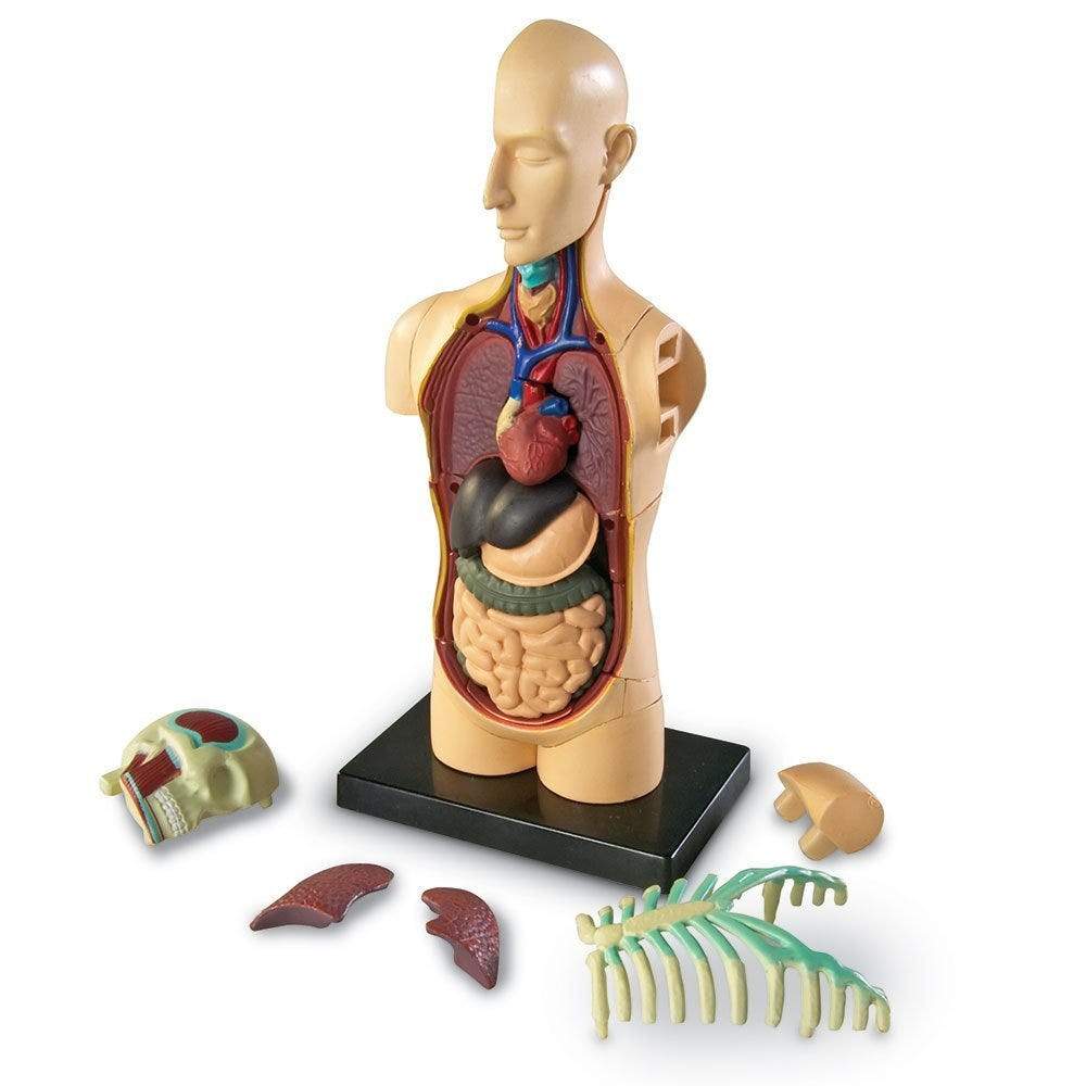 Human Body Anatomy Model - Detailed 3D Educational Tool for Medical Students & Science Enthusiasts | Perfect for Classroom, Lab & Home Study
