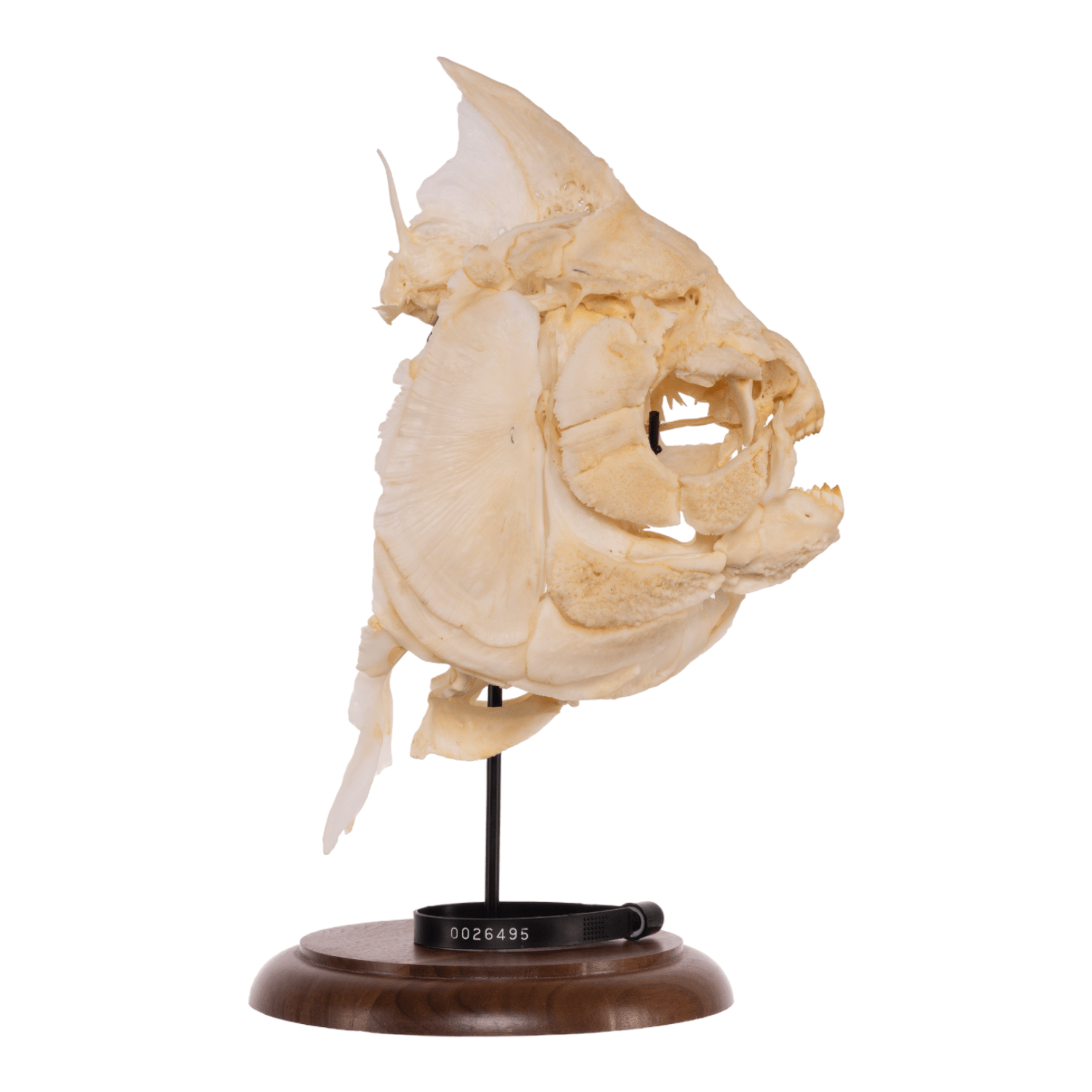 Real Pacu Fish Skull with Display Stand - Unique Taxidermy Collectible for Home Decor, Science Education & Oddity Collections