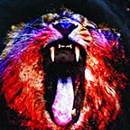 Lion Howl