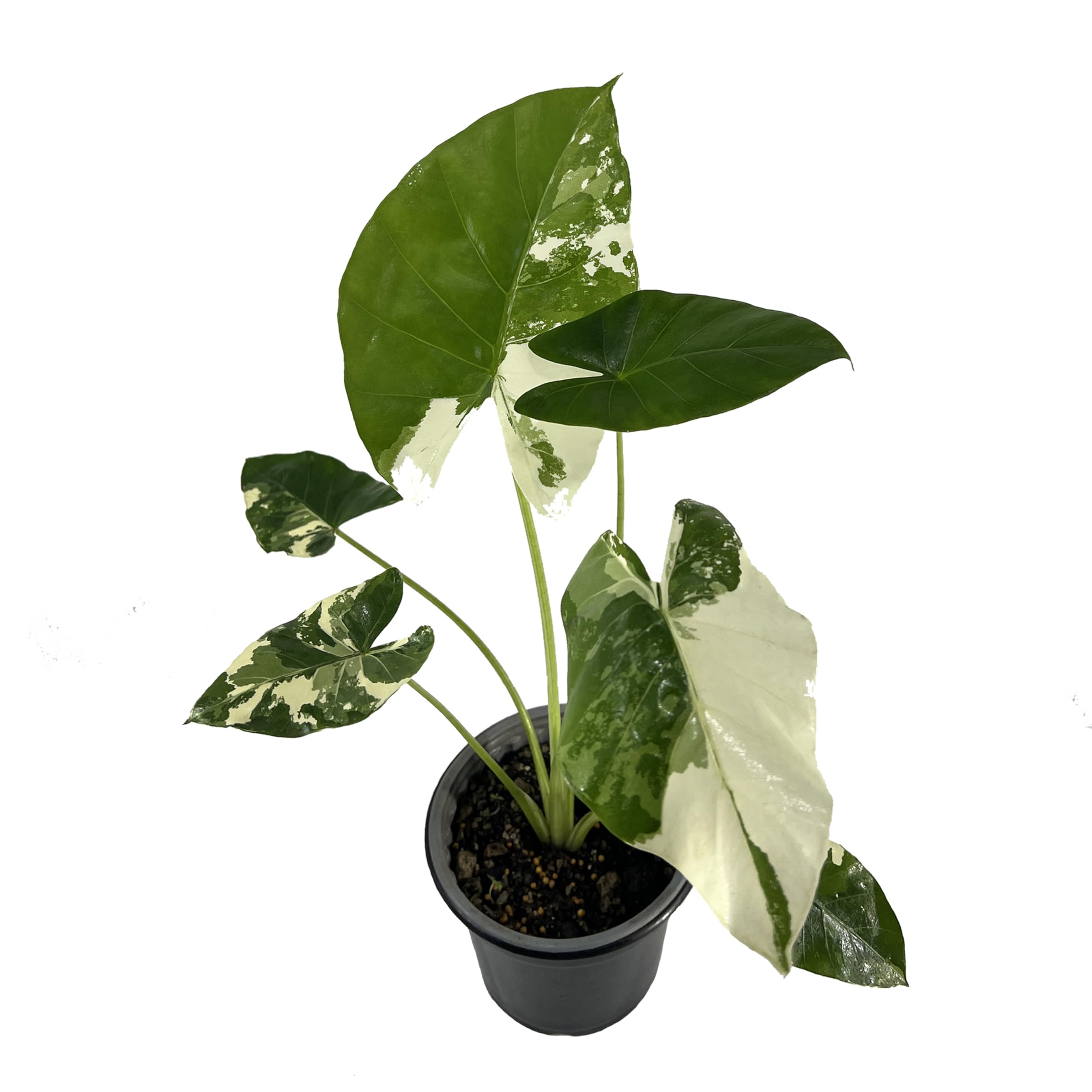 Variegated Alocasia Macrorrhiza Elephant Ear Live Plant - Rare Tropical Indoor Houseplant from Ecuador | Perfect for Home Decor, Office Spaces & Plant Collections | Low Maintenance & Air Purifying