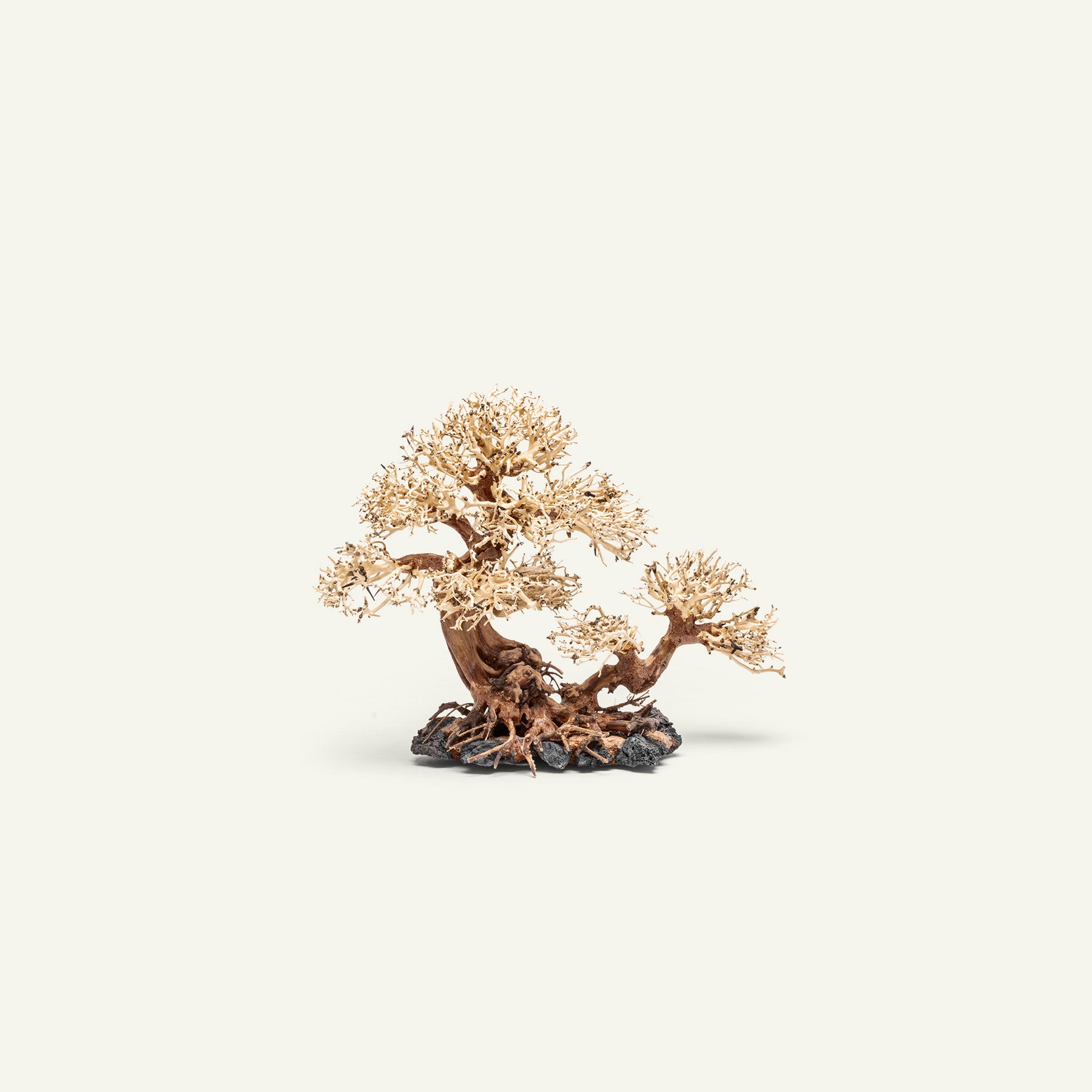 Uns Bonsai 011 - Premium Mini Bonsai Tree for Home & Office Decor | Perfect for Zen Gardens, Desk Decorations, and Gift Ideas